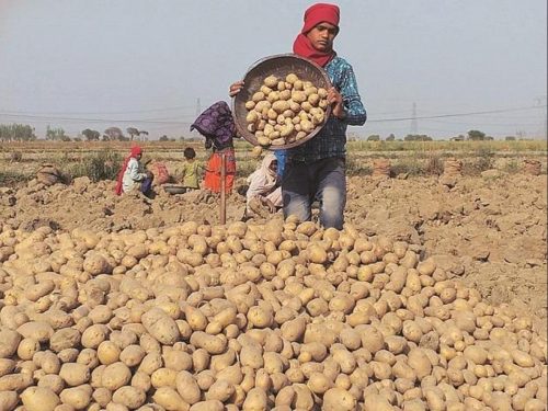 potato farmers
