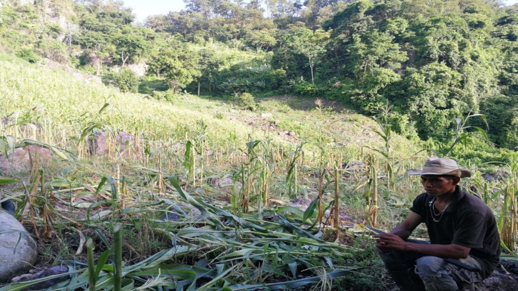 Who would destroy a community’s food crops? : Peoples Dispatch