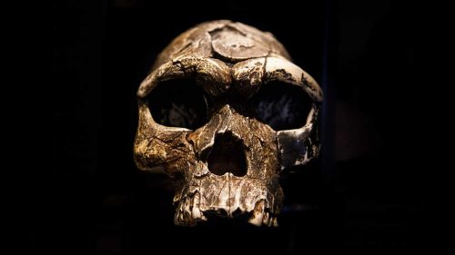Ghost Population’ of archaic humans.