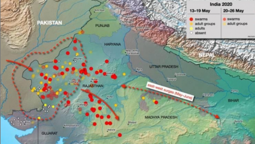Tracing the origin of locust crisis that has hit India hard : Peoples ...