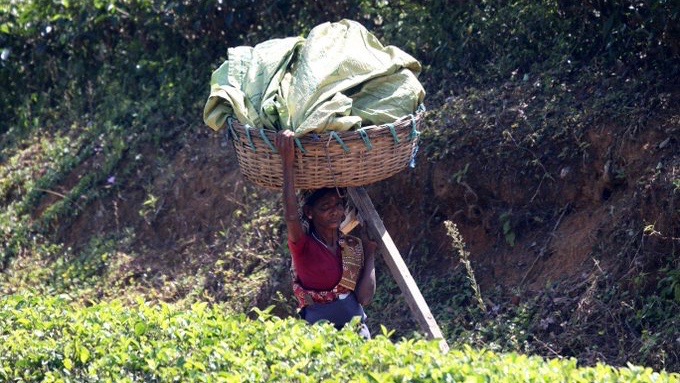 Tea workers Sri Lanka