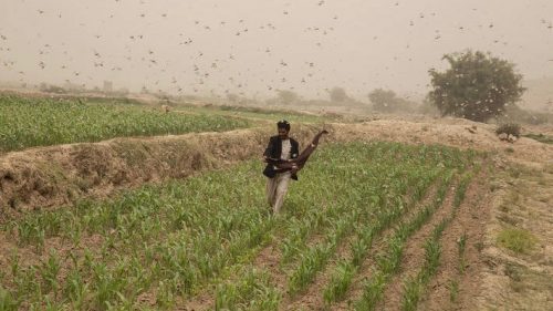 Food insecurity in Yemen Un report