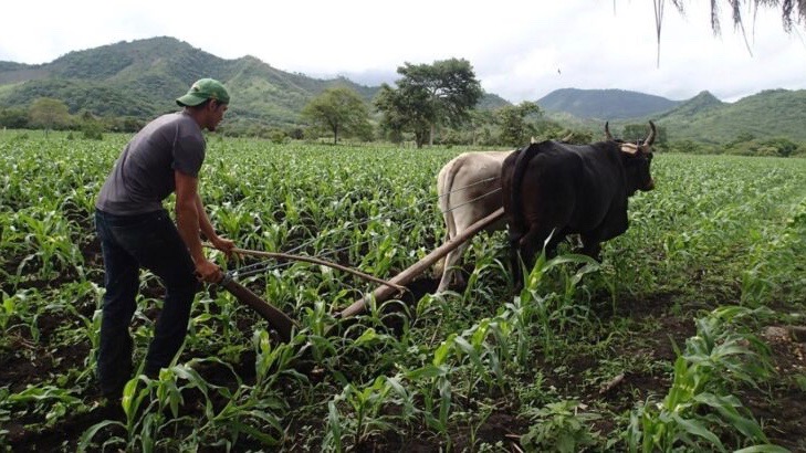 Hunger and food production in Nicaragua: how do we feed the people? :  Peoples Dispatch
