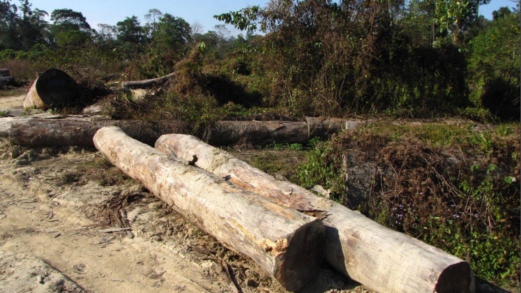 India forest loss