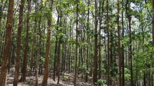 Native forests and Monoculture plantations