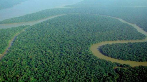 Tropical forests