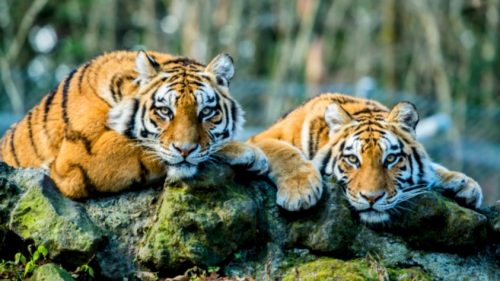 Genetic Mutation and Ageing