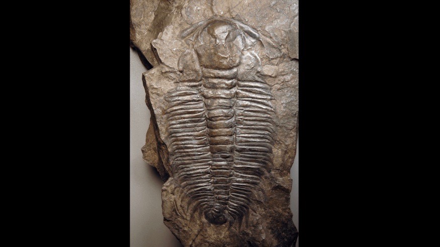 Cambrian fossil