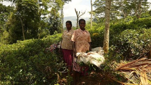 Sri Lanka tea farm