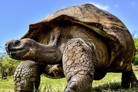 Giant tortoise of the Galapagos Islands. Photo: Felix Reyes / Wikimedia Commons