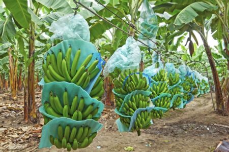 Banana crops in Ecuador. Photo: Ministry of Agriculture Ecuador