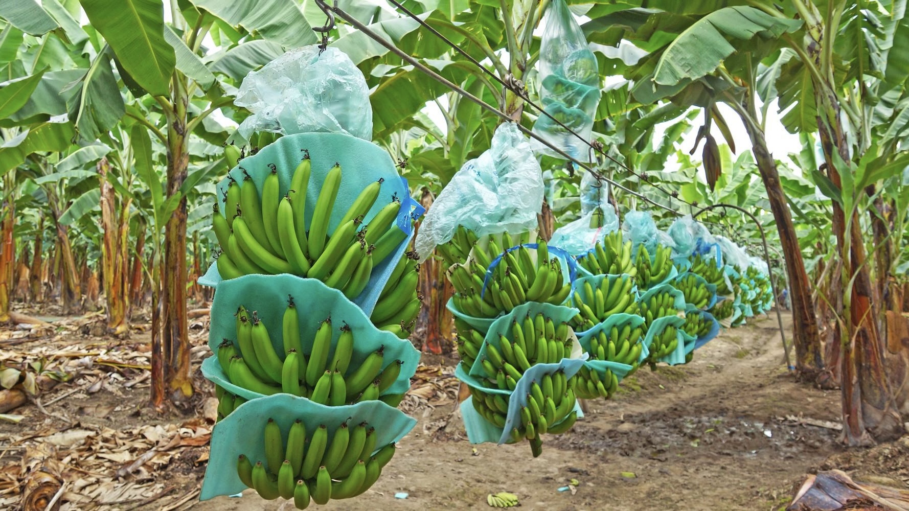 Banana Farms Of South America