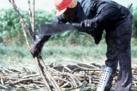 Farmworker cutting cane in 1980s in Immokalee, Florida. Photo: Wikimedia Commons